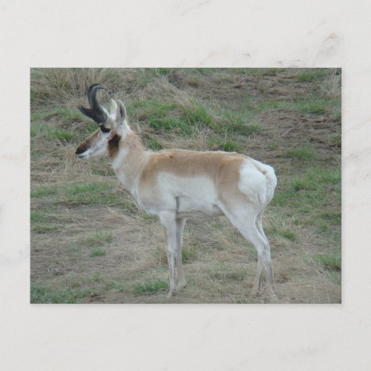 A26 Pronghorn Antelope Buck Briefkaart (Voorkant)