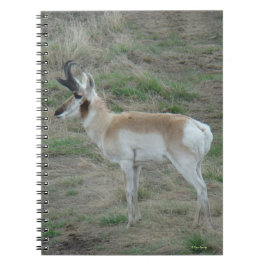 A26 Pronghorn Antelope Buck Notitieboek