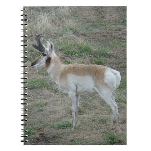 A26 Pronghorn Antelope Buck Notitieboek (Voorkant)