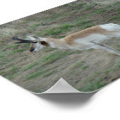 A26 Pronghorn Antelope Buck Poster (Hoek)