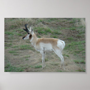 A26 Pronghorn Antelope Buck Poster