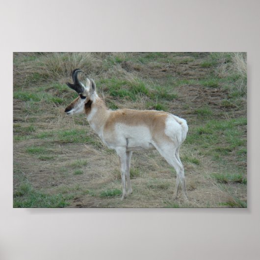 A26 Pronghorn Antelope Buck Poster (Voorkant)