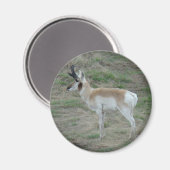 A26 Pronghorn Antelope Magneet (Voorkant / Achterkant)