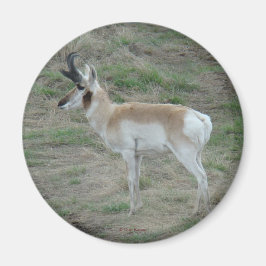 A26 Pronghorn Antelope Magneet