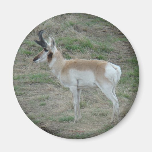 A26 Pronghorn Antelope Magneet (Voorkant)