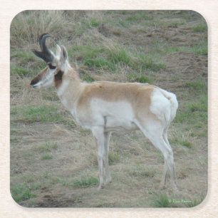A26 Vorkhoorn Antilope Jonge Bok Kartonnen Onderzetters