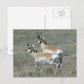 A27 Gaffelantilope Jonge Bokken Briefkaart (Voorkant / Achterkant)