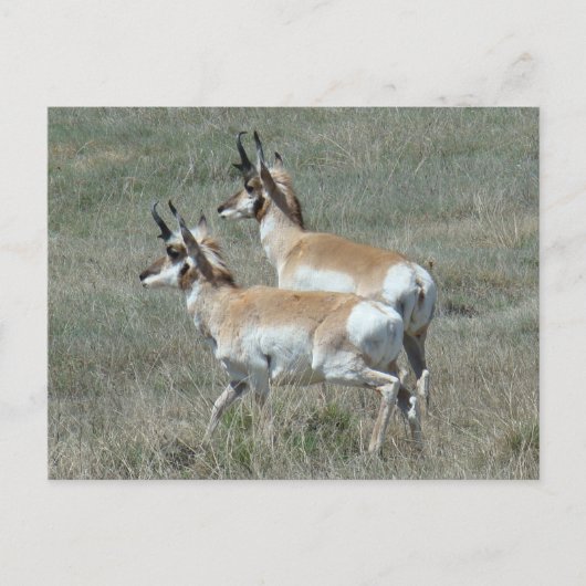 A27 Gaffelantilope Jonge Bokken Briefkaart (Voorkant)