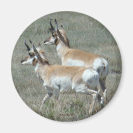 A27 Gaffelantilope Jonge Bokken Magneet