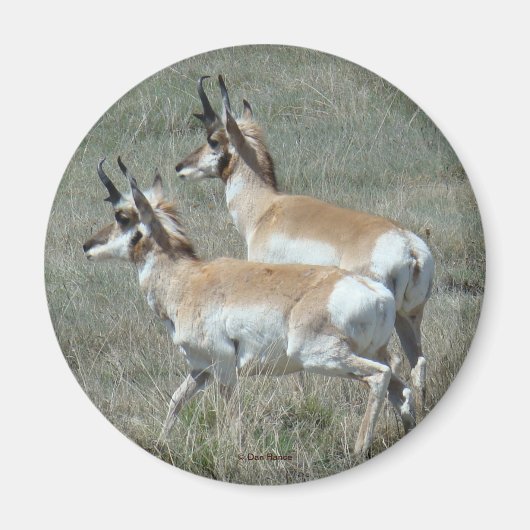 A27 Gaffelantilope Jonge Bokken Magneet (Voorkant)