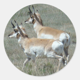 A27 Gaffelantilope Jonge Bokken Ronde Sticker