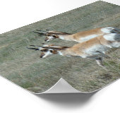 A27 Gaffelbok Antilope Jonge Bokken Poster (Hoek)