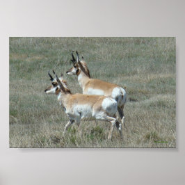 A27 Gaffelbok Antilope Jonge Bokken Poster