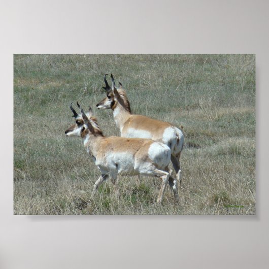 A27 Gaffelbok Antilope Jonge Bokken Poster (Voorkant)
