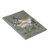 A27 Pronghorn Antelope Youhg Bucks Notitieboek (Rechterzijde)
