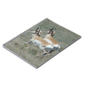 A27 Pronghorn Antelope Youhg Bucks Notitieboek (Linkerzijde)