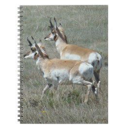 A27 Pronghorn Antelope Youhg Bucks Notitieboek