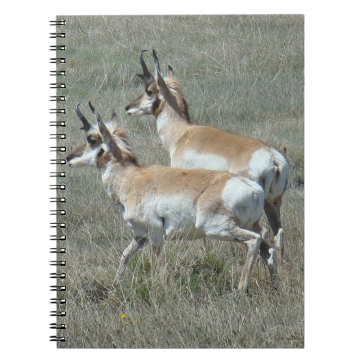 A27 Pronghorn Antelope Youhg Bucks Notitieboek (Voorkant)