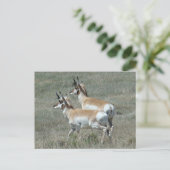 A27 Pronghorn Antelope Young Bucks Briefkaart (Staand voorkant)