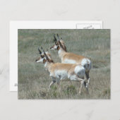 A27 Pronghorn Antelope Young Bucks Briefkaart (Voorkant / Achterkant)