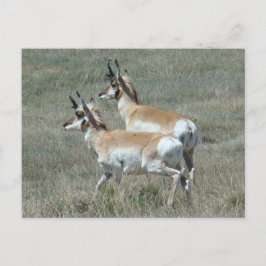 A27 Pronghorn Antelope Young Bucks Briefkaart