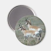 A27 Pronghorn Antelope Young Bucks Magneet (Voorkant / Achterkant)