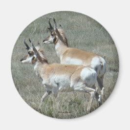 A27 Pronghorn Antelope Young Bucks Magneet