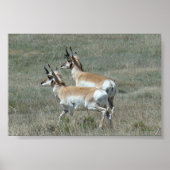 A27 Pronghorn Antelope Young Bucks Poster (Voorkant)