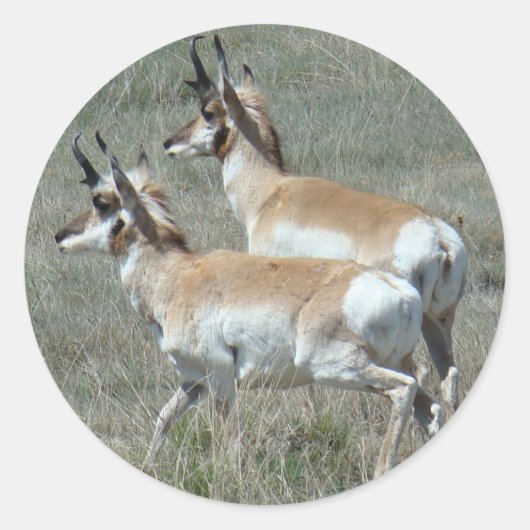 A27 Pronghorn Antelope Young Bucks Ronde Sticker (Voorkant)