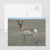 A28 Gaffelantilope Jong Mannetje Briefkaart (Voorkant / Achterkant)