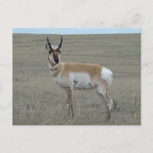 A28 Gaffelantilope Jong Mannetje Briefkaart (Voorkant)