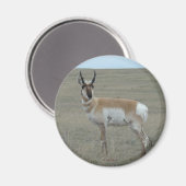A28 Gaffelantilope Jong Mannetje Magneet (Voorkant / Achterkant)