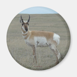 A28 Gaffelantilope Jong Mannetje Magneet