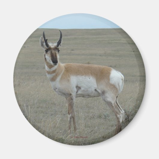 A28 Gaffelantilope Jong Mannetje Magneet (Voorkant)