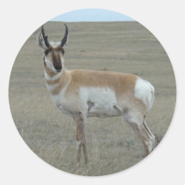 A28 Gaffelantilope Jong Mannetje Ronde Sticker