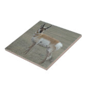 A28 Gaffelbok Jong Mannetje Tegeltje (Zijkant)