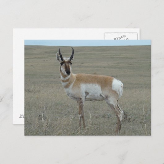 A28 Pronghorn Antelope Young Buck Briefkaart (Voorkant / Achterkant)