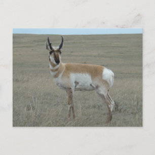 A28 Pronghorn Antelope Young Buck Briefkaart