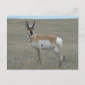 A28 Pronghorn Antelope Young Buck Briefkaart (Voorkant)