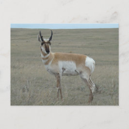 A28 Pronghorn Antelope Young Buck Briefkaart