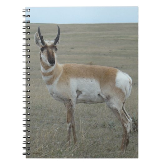 A28 Pronghorn Antelope Young Buck Notitieboek (Voorkant)