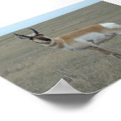 A28 Pronghorn Antelope Young Buck Poster (Hoek)
