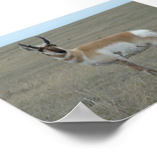 A28 Pronghorn Antelope Young Buck Poster (Hoek)