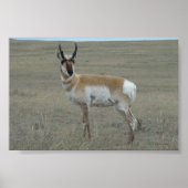 A28 Pronghorn Antelope Young Buck Poster (Voorkant)