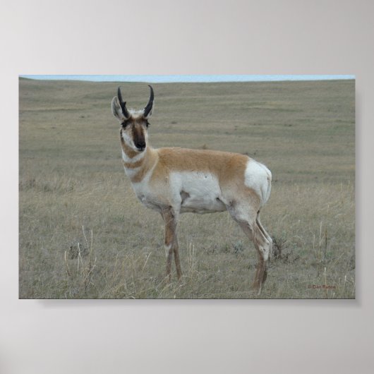 A28 Pronghorn Antelope Young Buck Poster (Voorkant)