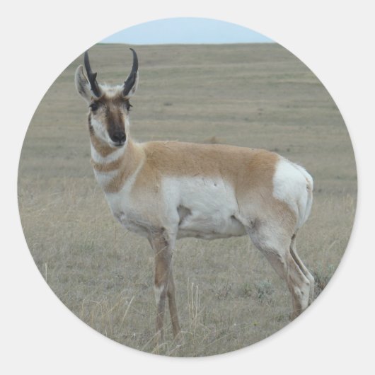 A28 Pronghorn Antelope Young Buck Ronde Sticker (Voorkant)