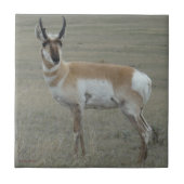 A28 Pronghorn Antelope Young Buck Tegeltje (Voorkant)