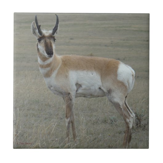 A28 Pronghorn Antelope Young Buck Tegeltje (Voorkant)
