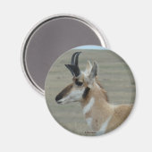 A29 Gaffelantilope Jong Mannetje Kopprofiel Magneet (Voorkant / Achterkant)