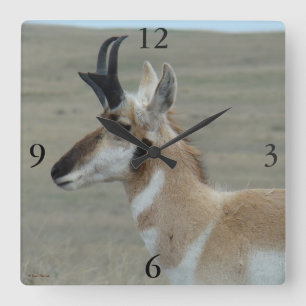 A29 Gaffelantilope Jong Mannetje Kopprofiel Vierkante Klok